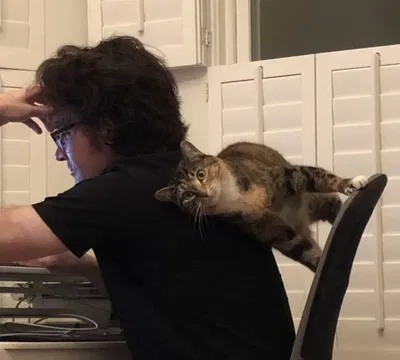 Your cat