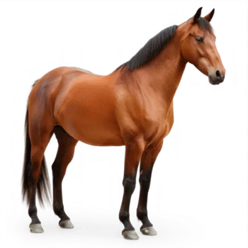 Horse.png