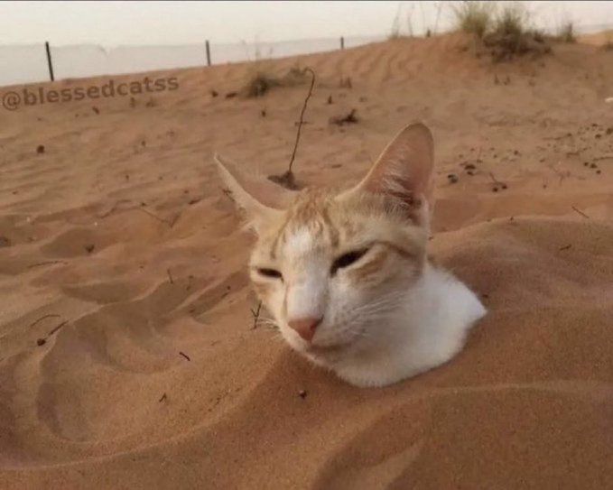 cat in sand