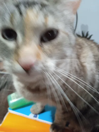 Tis my cat and this one of my "exposing" announcement bots