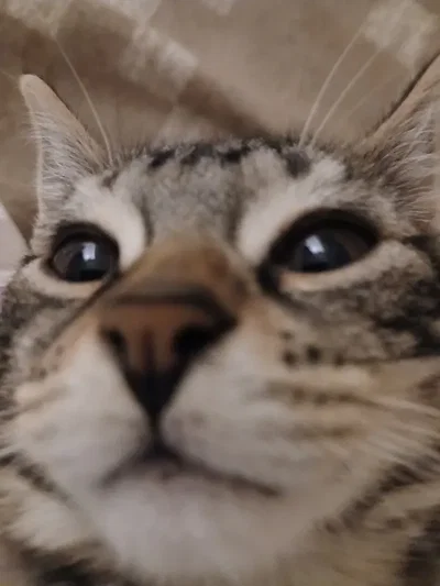 Random ahh cat 