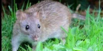 Victor the RAT