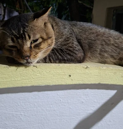 Hi