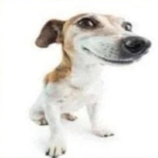 Seu cachorinho