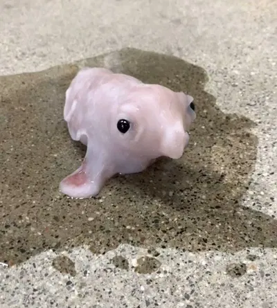 Stupid ass creature 