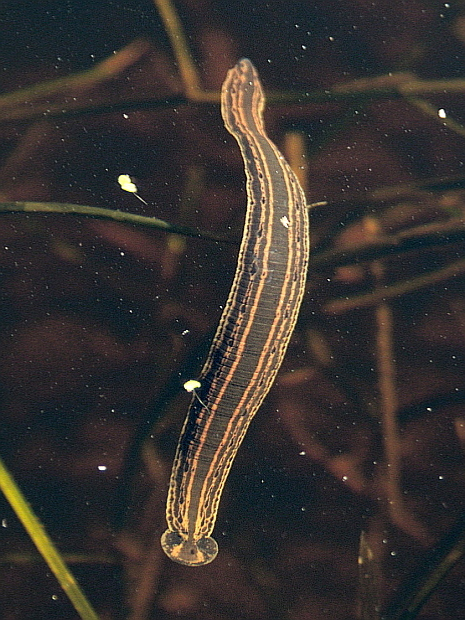 Leech