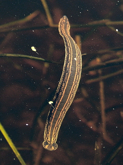 Leech