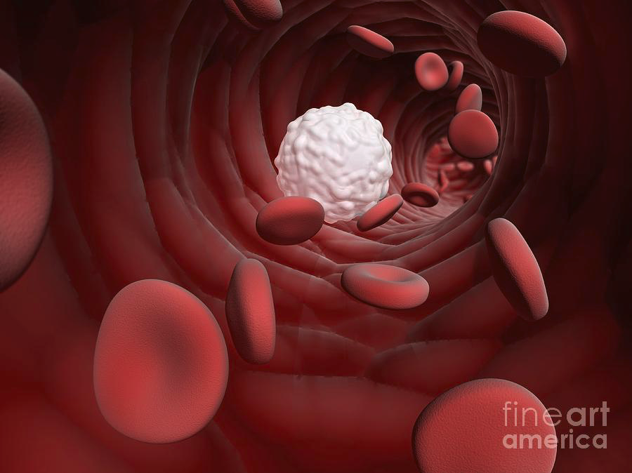 Inside a bloodstream