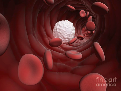 Inside a bloodstream