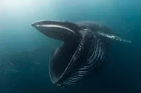 Help! I died and got reincarnated as a krill about to get eaten by a fucking whale!