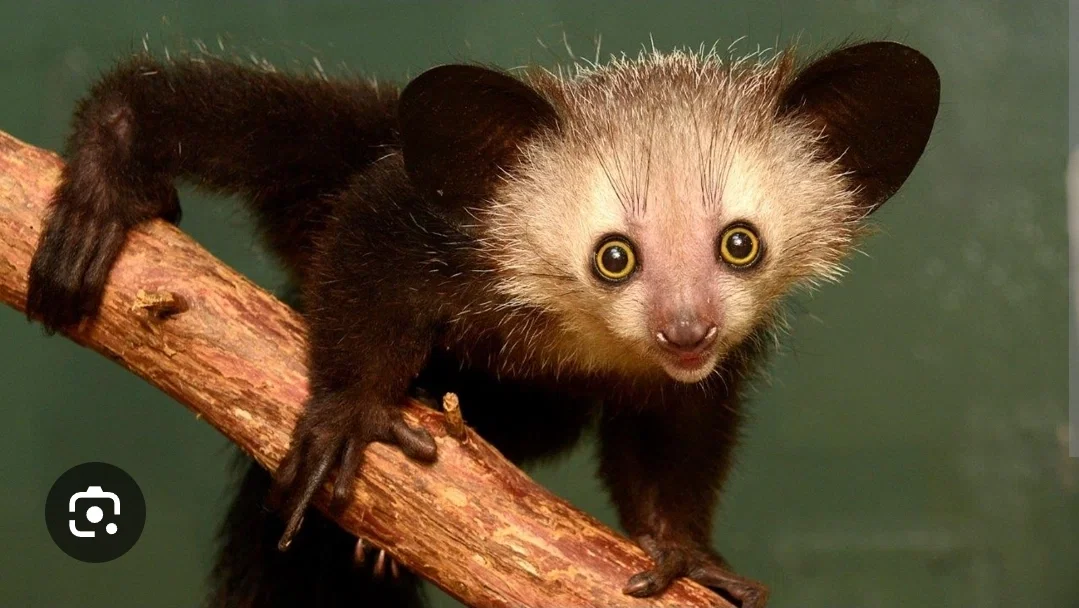 Aye-aye.