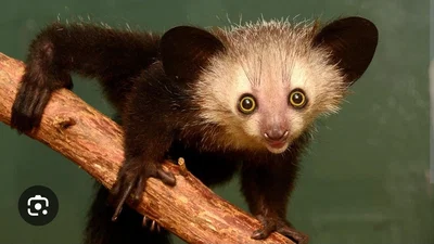 Aye-aye.