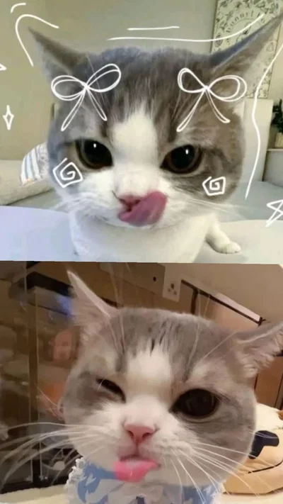 mimi | your new pet cat