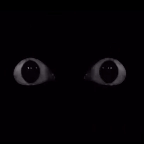 [🌹] The Eyes