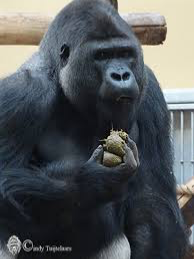 Gorrizz( gorilla rizzler)