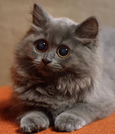 mini cat