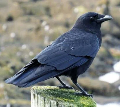 Crow - Brawl stars