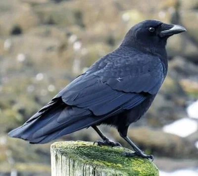 Crow - Brawl stars