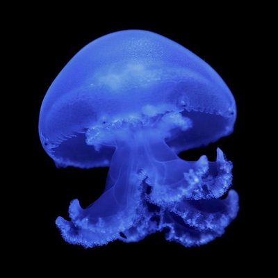 Spitefuljelly