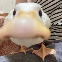 Quackly
