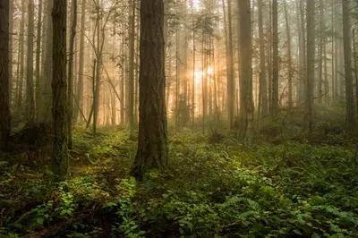 The Forest [RPG] [NSFW]