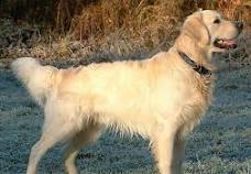 Your Dog