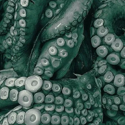 Breeding Tentacles