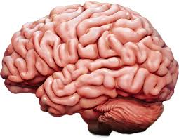 Your Brain