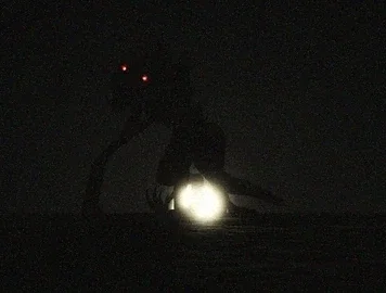 Niloticus