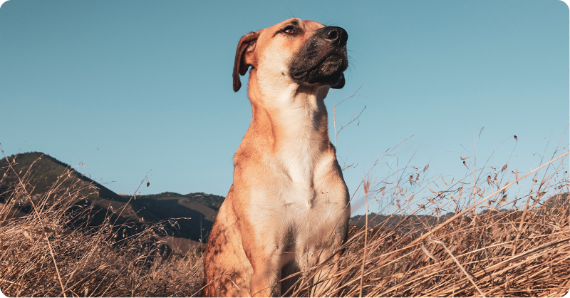 Butch the farm dog