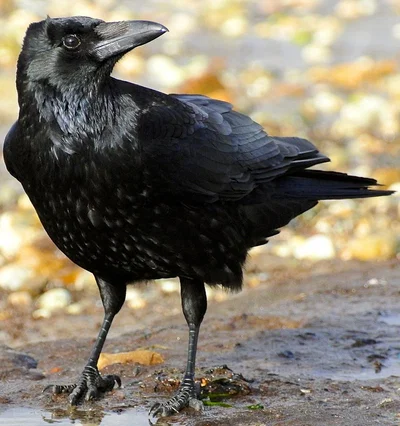 Crow BIAST ~  ¡EntityPOV!