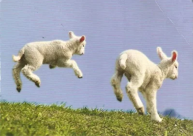 Penny & Ezra Lamb