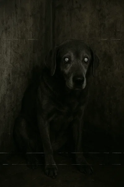 Thats not a dog...