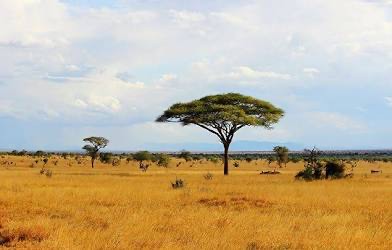 African savanna’s 