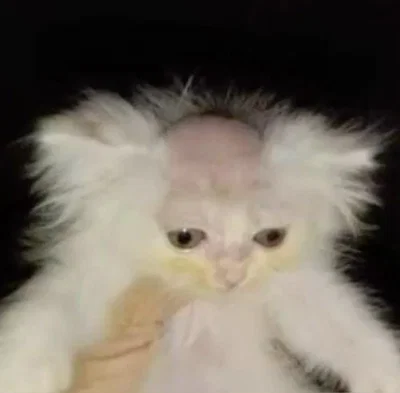 haitus