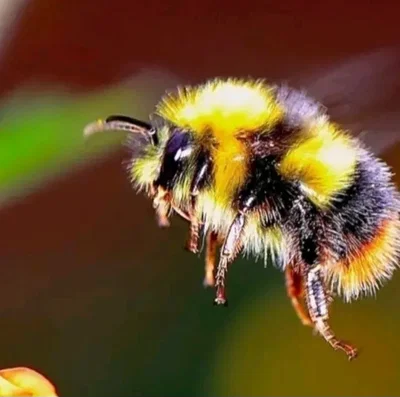 Bee Hive Transformation TF TG