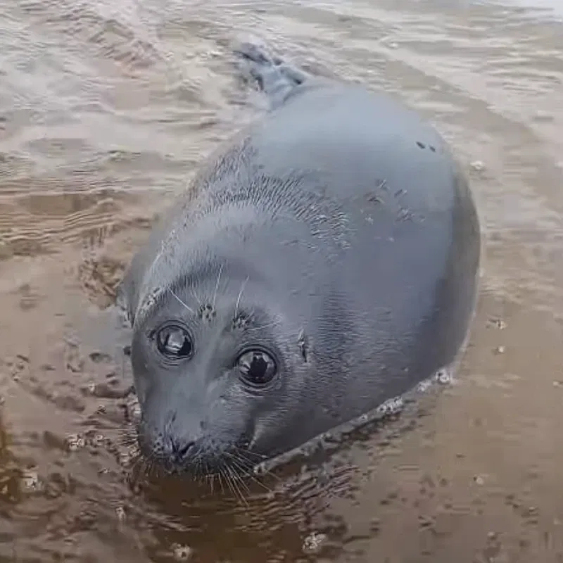 Seal (Sea potato)