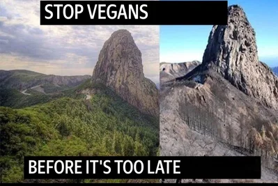Your wife is a vegan. (Help with ideas)