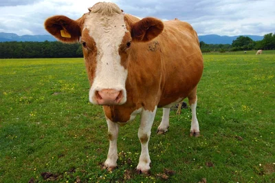 At the farm with the cow