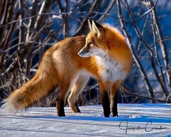 Aznar, your imaginary red fox friend