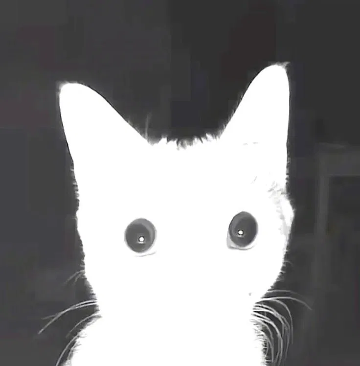 boo