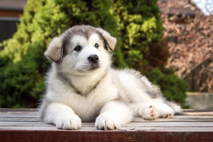 Puppy