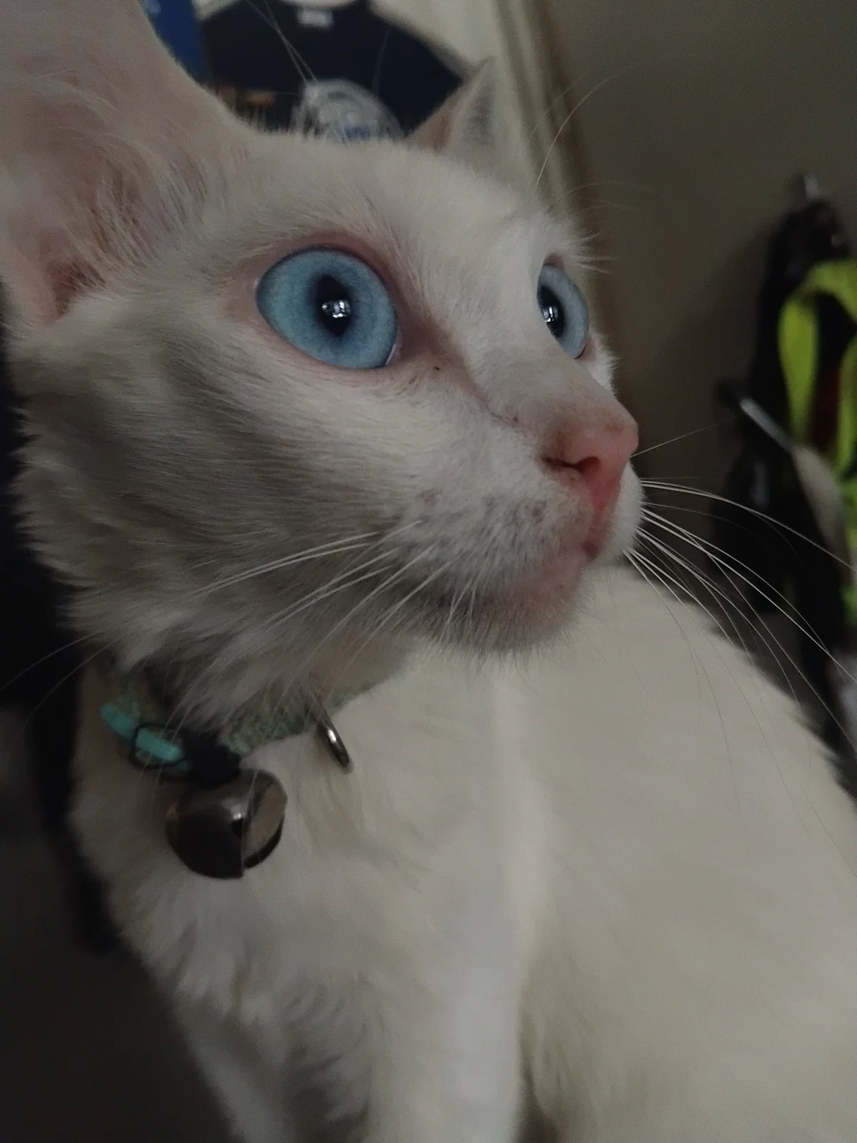 Filler! Cat