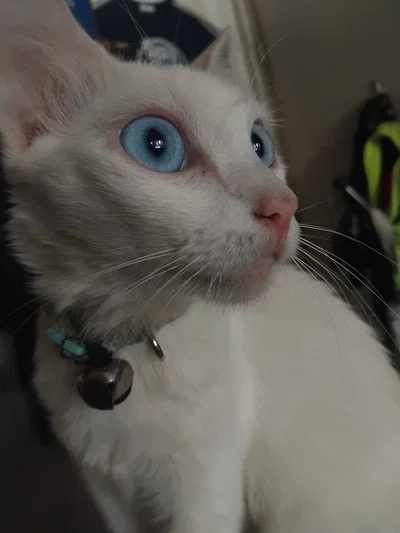 Filler! Cat