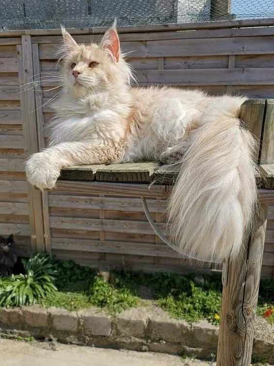 Maxwell The Cat