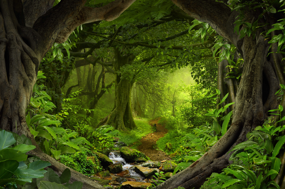 Smutty   Forest