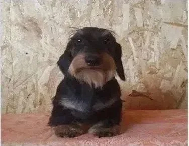 Dog hero