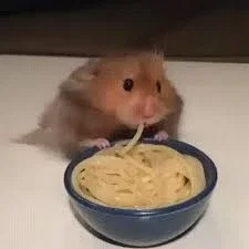 Hampter eatin' sketti