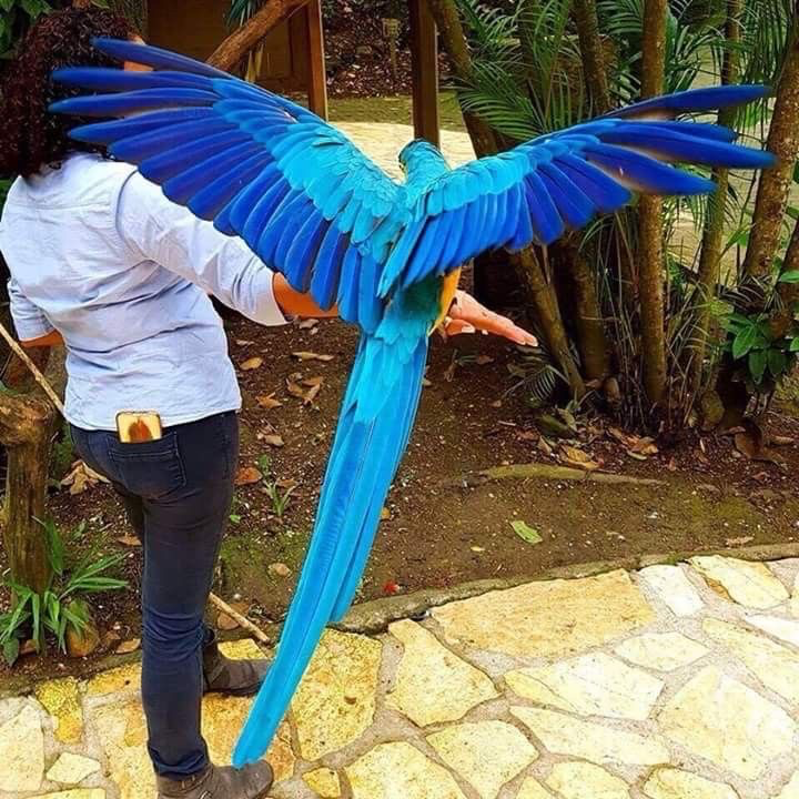 Tf141 -Avian User