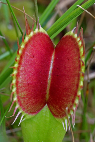 Venus fly trap